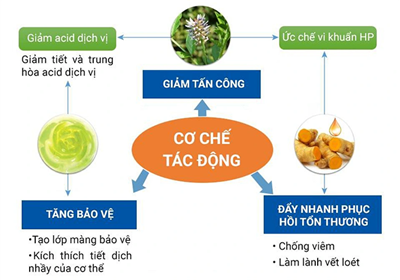 Phân Tích Công Dụng Giảm Trào Ngược Của Dược Liệu Trong Viên Dạ Dày Plus: Góc Nhìn Đông Y và Khoa Học Hiện Đại